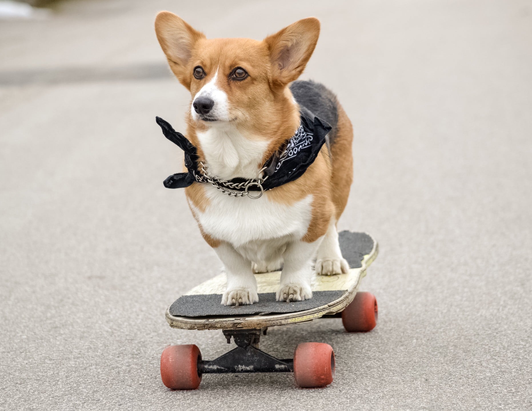 A dog riding a skateboard